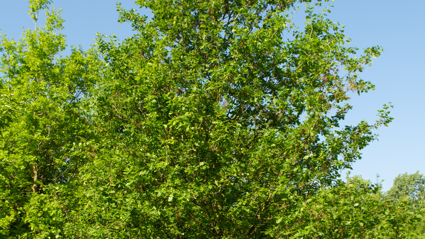 Quercus robur branchus de la base