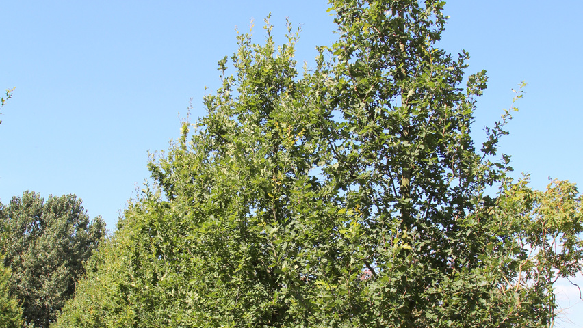 Quercus robur branchus de la base