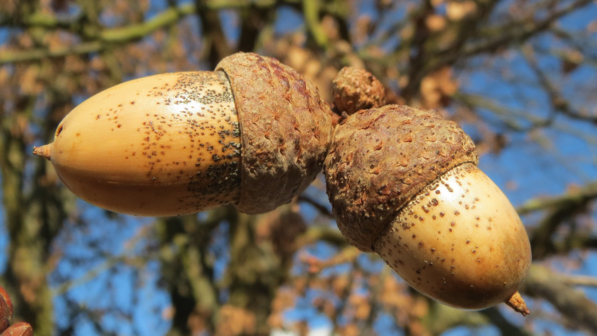 Quercus robur fruits
