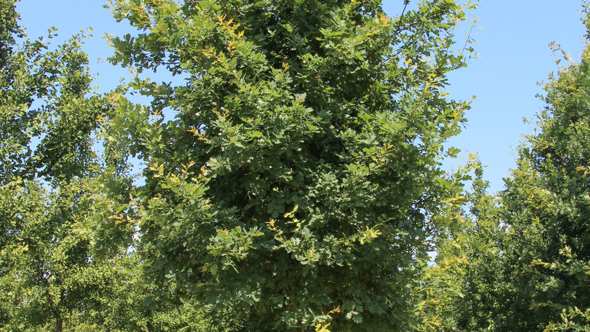 Quercus robur haute tige
