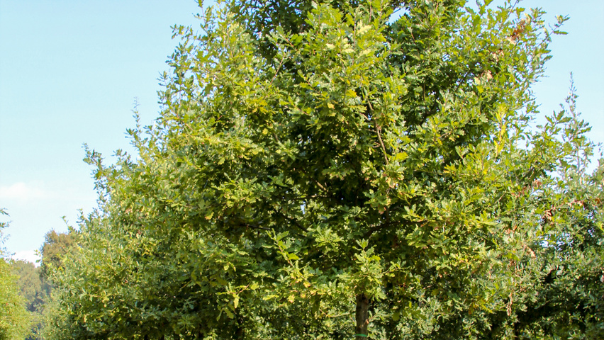 Quercus robur haute tige