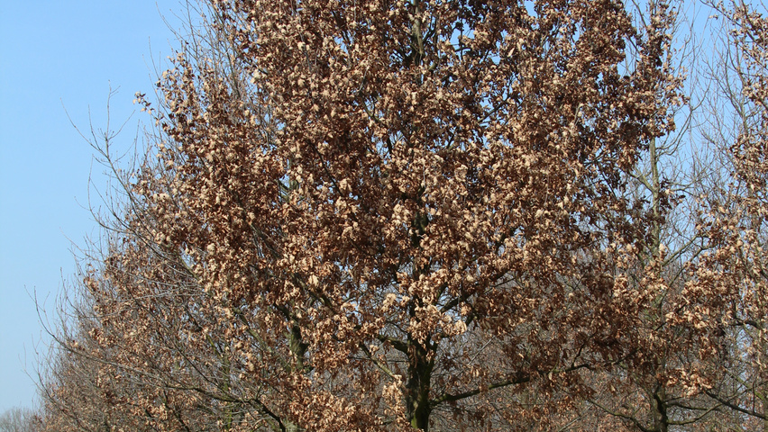 Quercus robur haute tige