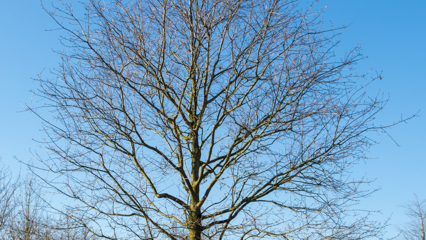 Quercus robur haute tige