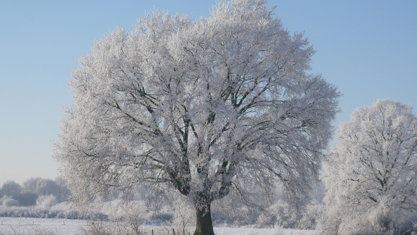 Quercus robur haute tige
