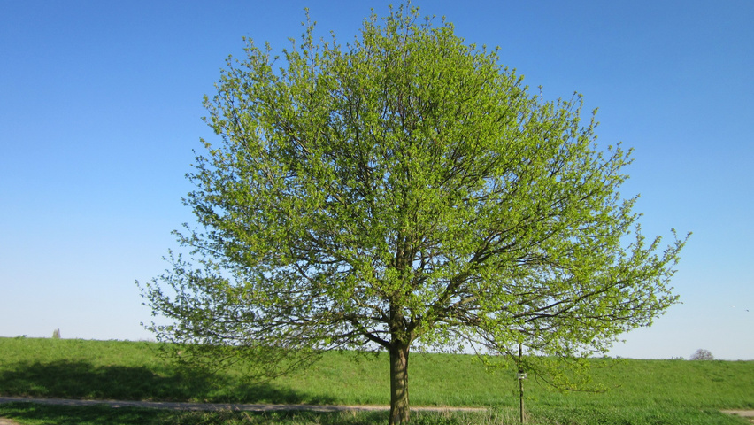 Quercus robur haute tige