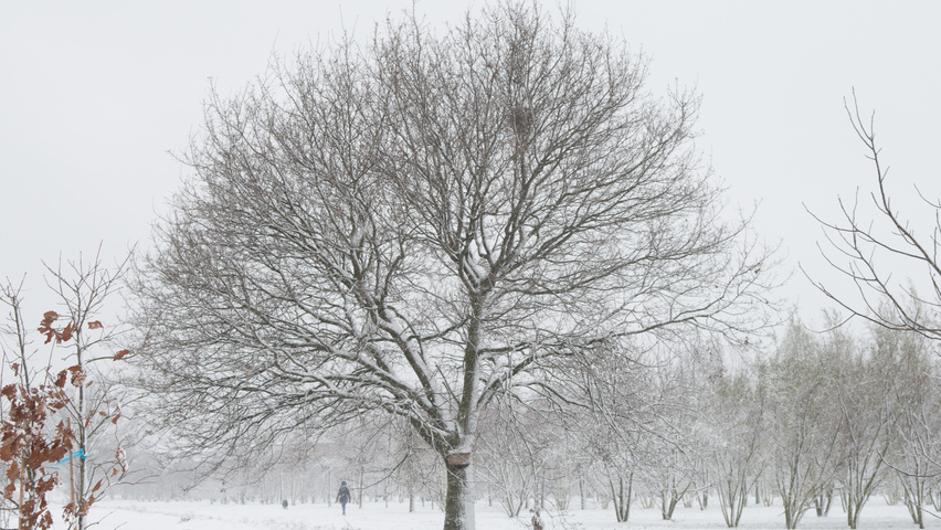 Quercus robur haute tige