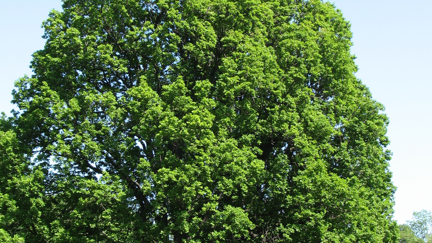 Quercus robur haute tige