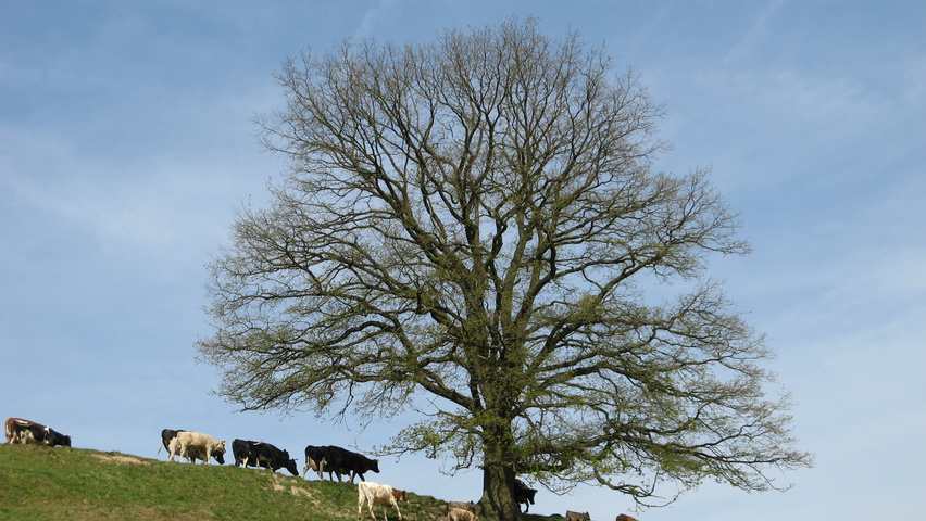 Quercus robur haute tige