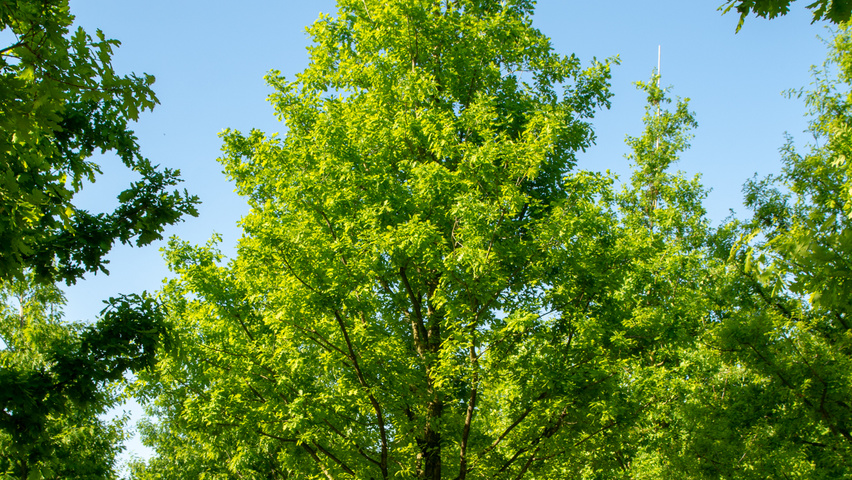 Quercus robur haute tige