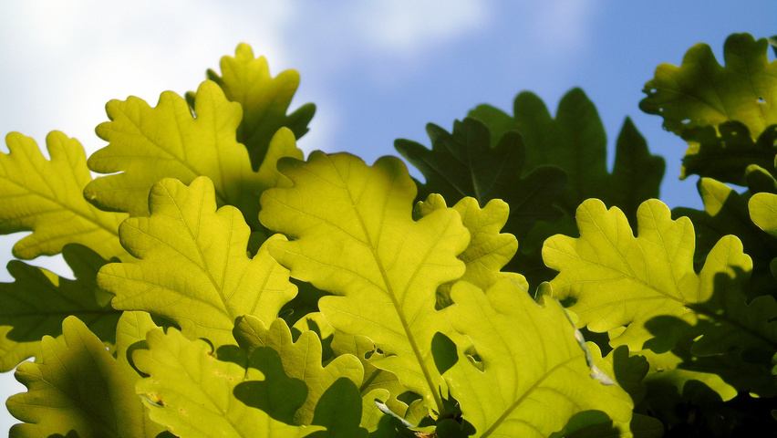 Quercus robur Feuilles