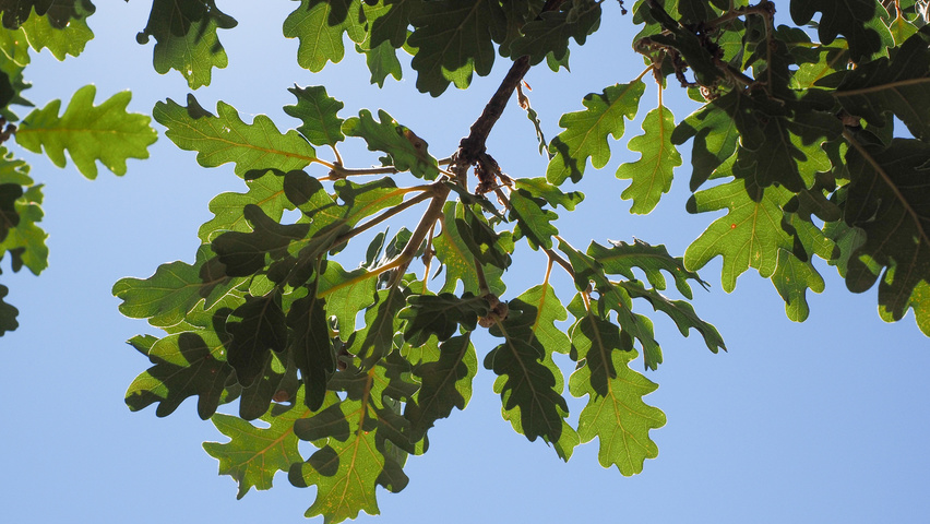 Quercus robur Feuilles