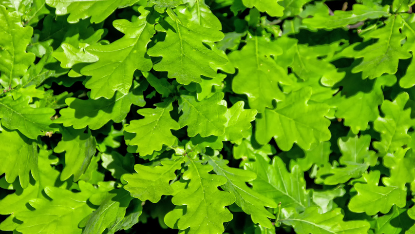 Quercus robur Feuilles