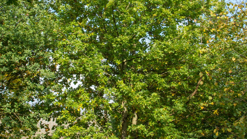 Quercus robur multi-troncs