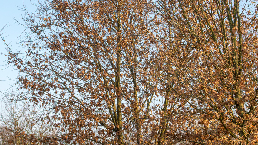 Quercus robur multi-troncs