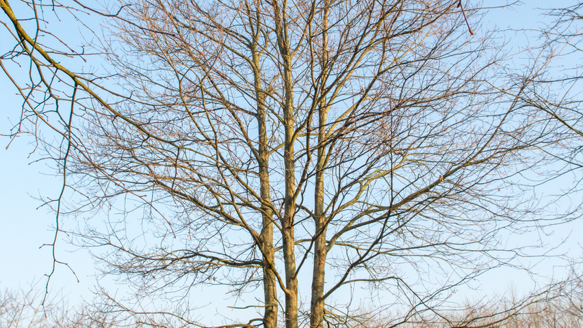 Quercus robur multi-troncs