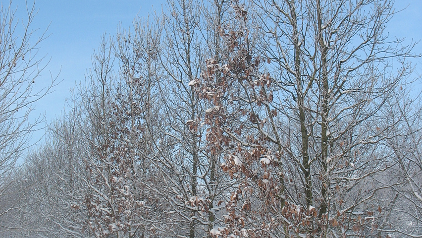 Quercus robur multi-troncs