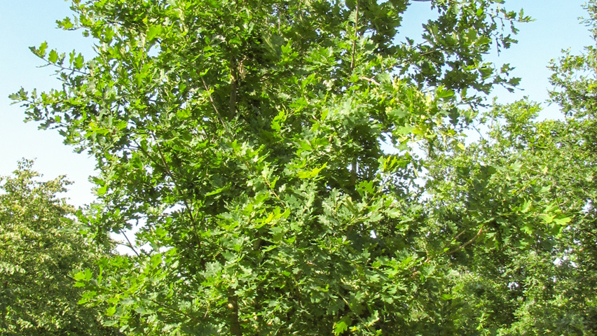 Quercus robur multi-troncs