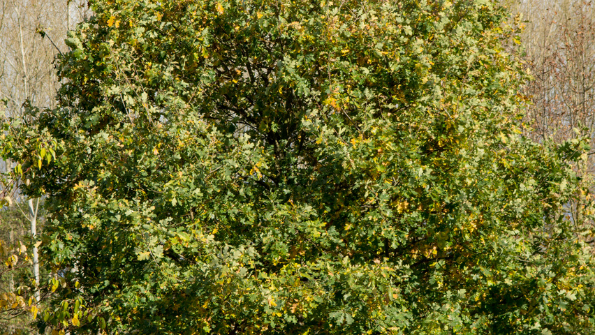 Quercus robur multi-troncs