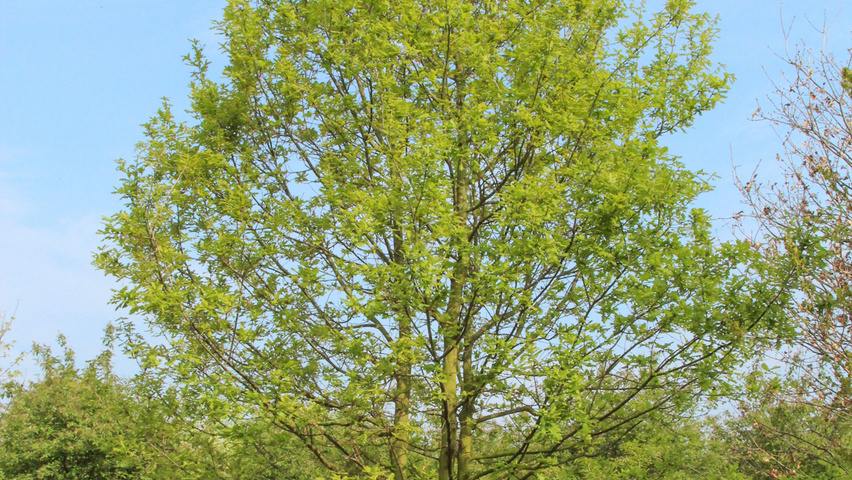 Quercus robur multi-troncs