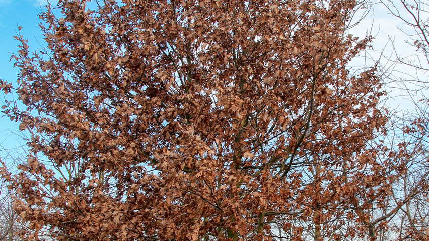 Quercus robur multi-troncs