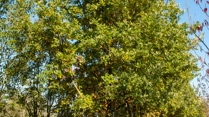 Quercus robur multi-troncs