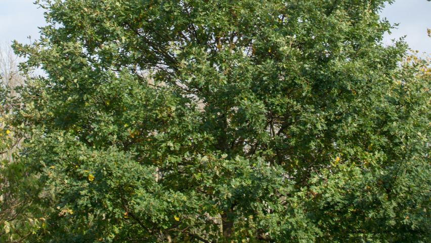 Quercus robur multi-troncs