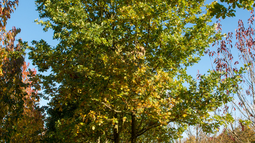 Quercus robur multi-troncs