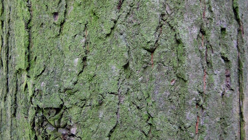 Quercus robur 'Pectinata' Rinden