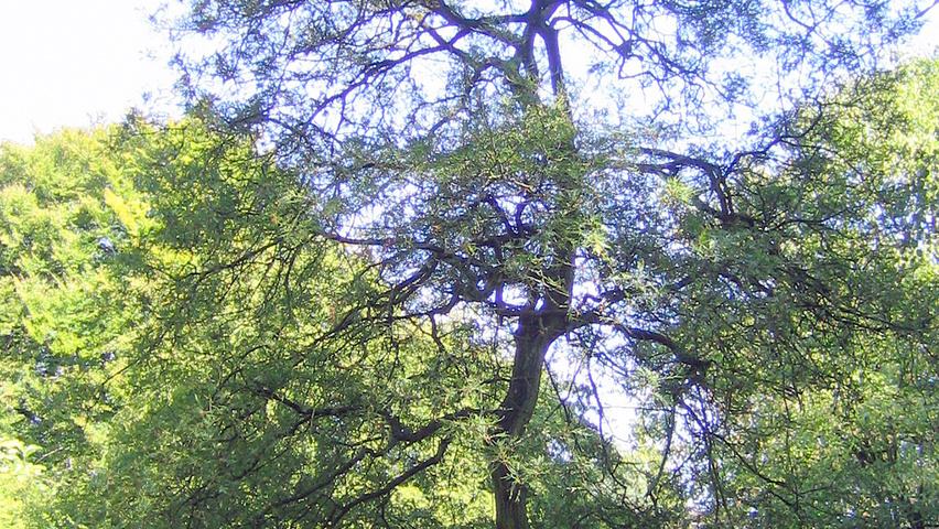 Quercus robur 'Pectinata' hochstämmig