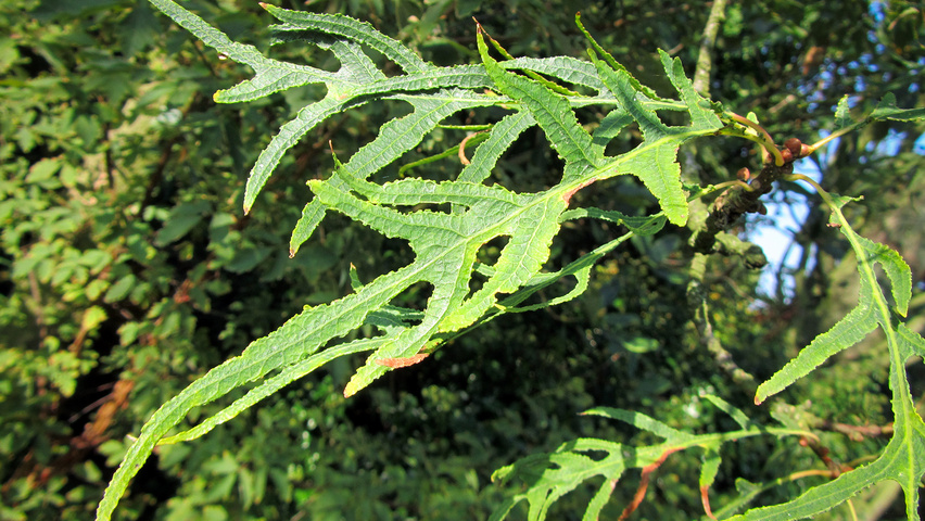 Quercus robur 'Pectinata' Blatt