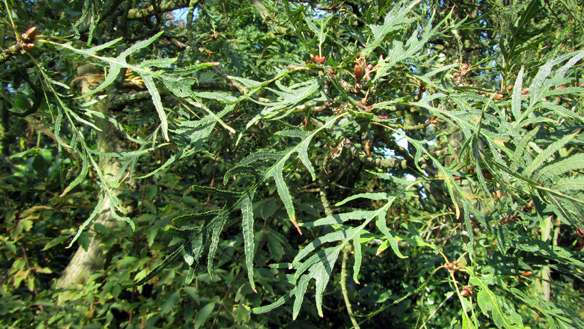 Quercus robur 'Pectinata' Blatt
