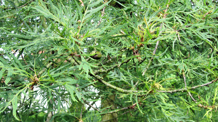 Quercus robur 'Pectinata' Blatt