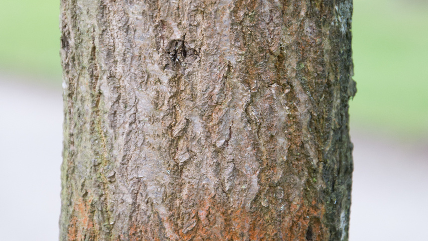 Quercus robur 'Pendula' kora