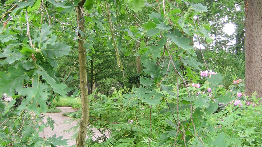 Quercus robur 'Pendula' chatakterystyczne