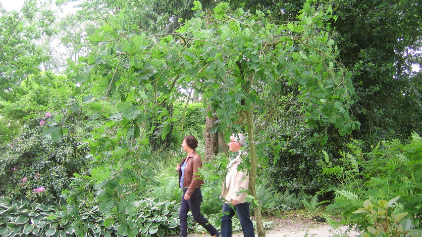 Quercus robur 'Pendula' chatakterystyczne