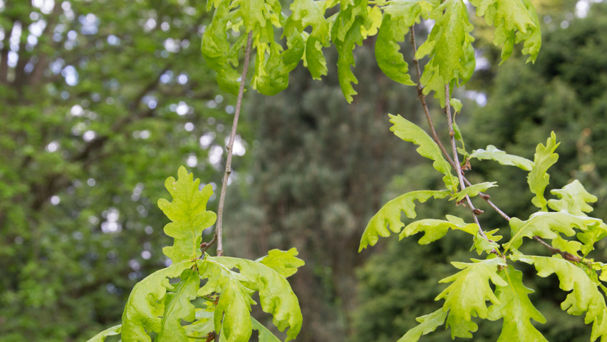 Quercus robur 'Pendula' liście