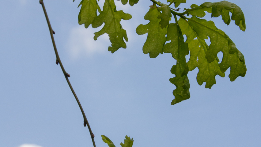 Quercus robur 'Pendula' liście