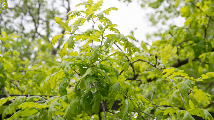 Quercus robur 'Pendula' liście