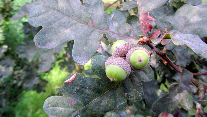 Quercus robur 'Purpurascens' fruits