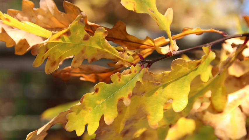 Quercus robur sel. Elsendorp Herbstblatt