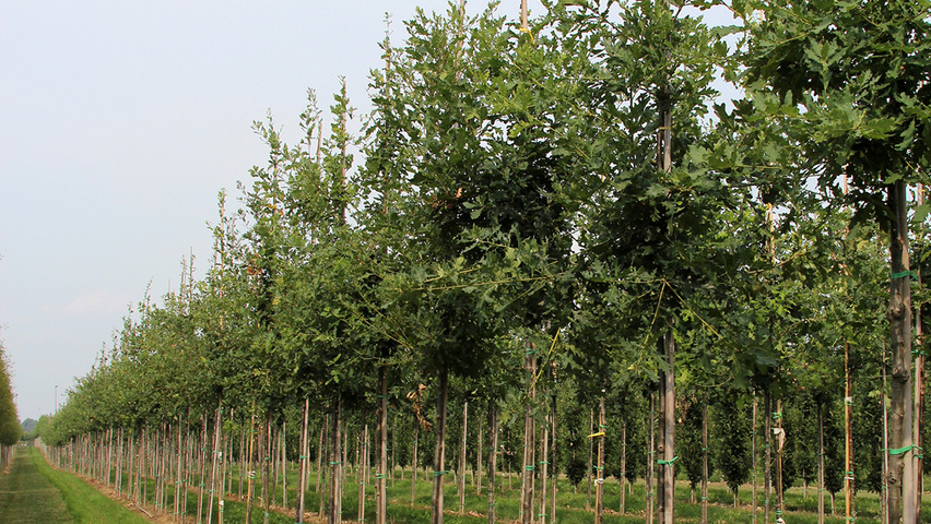 Quercus robur sel. Elsendorp hochstämmig