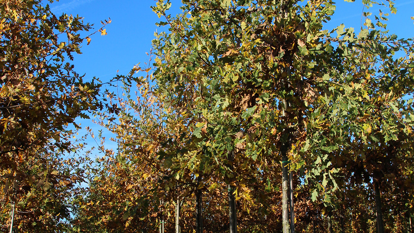 Quercus robur sel. Elsendorp hochstämmig