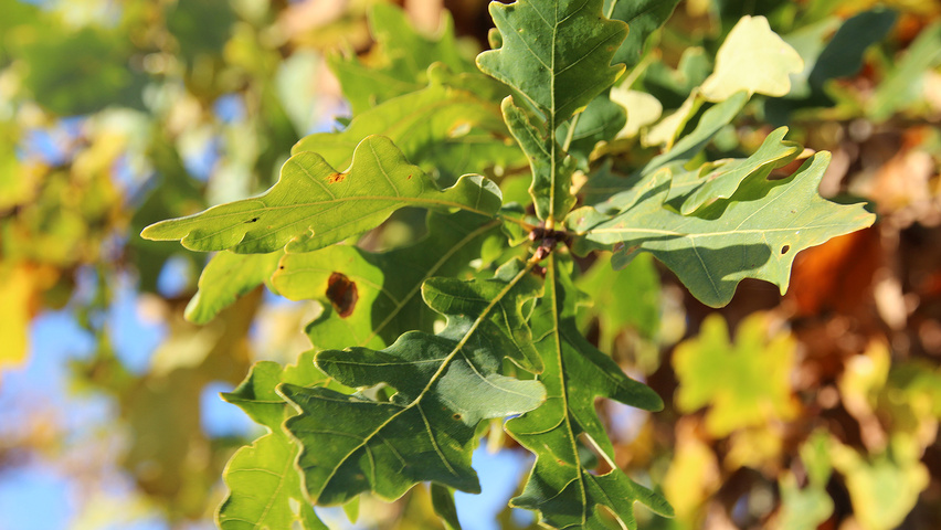 Quercus robur sel. Elsendorp Blatt