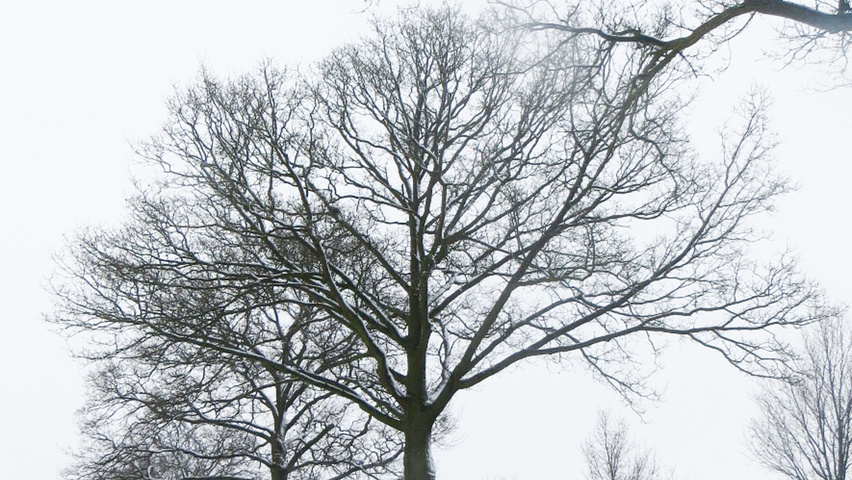Quercus robur sel. Haps-St.Hubert standard tree