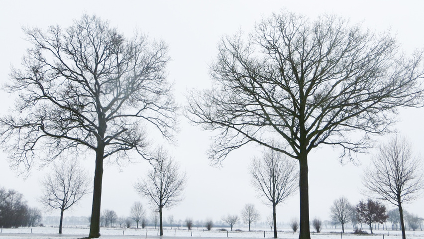 Quercus robur sel. Haps-St.Hubert standard tree
