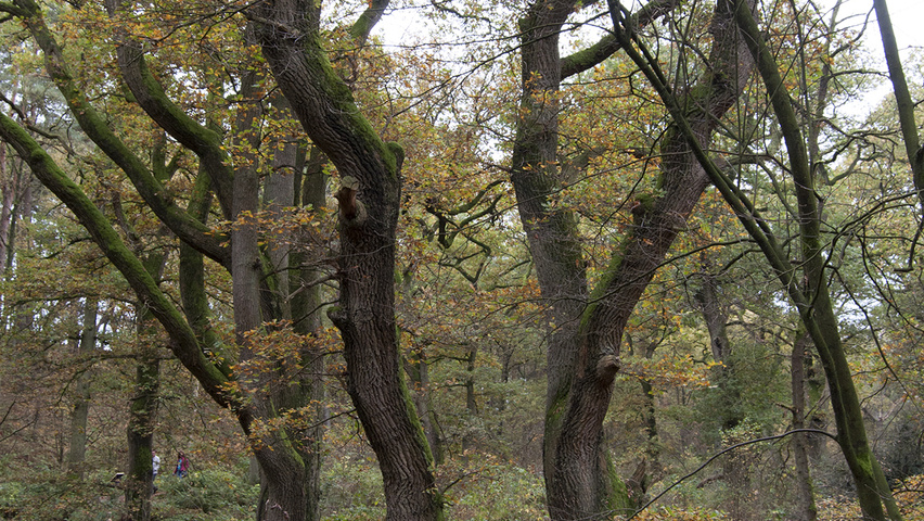 Quercus robur sel. Wodan characteristic
