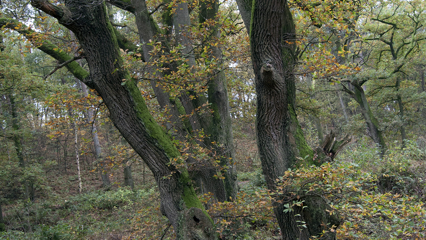 Quercus robur sel. Wodan characteristic