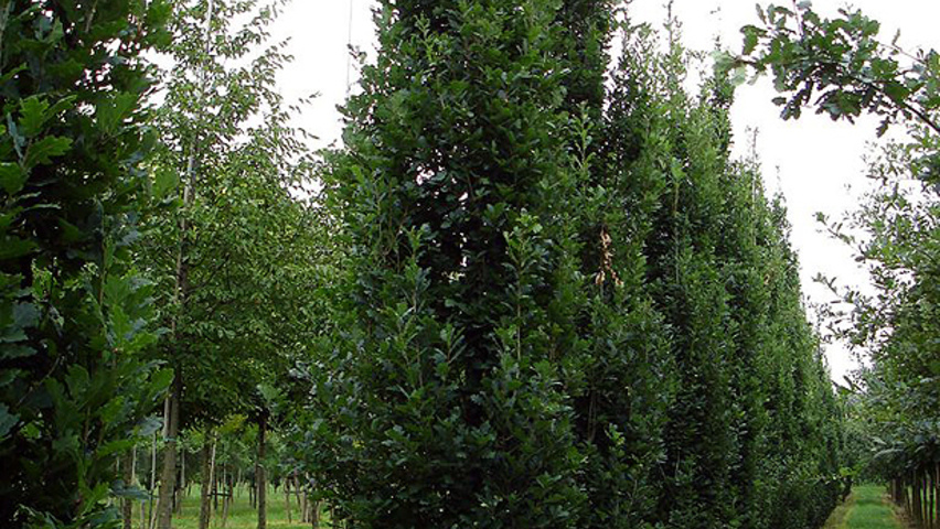 Quercus robur 'Zeeland' branchus de la base