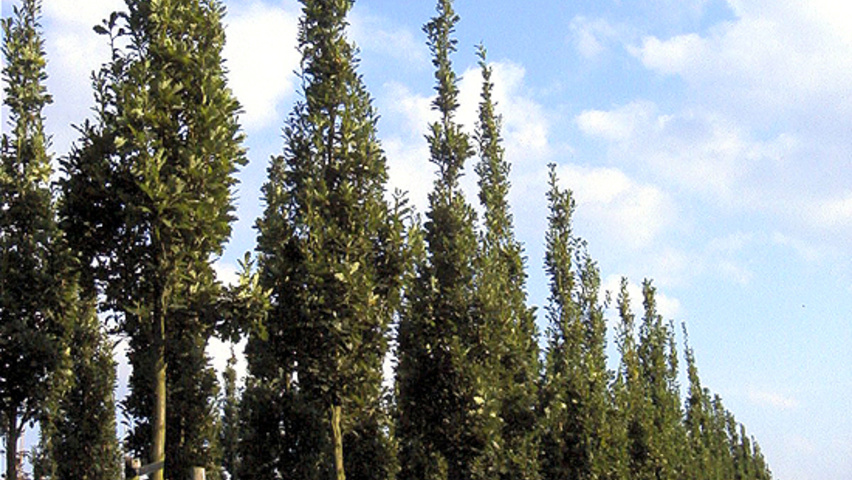 Quercus robur 'Zeeland' haute tige