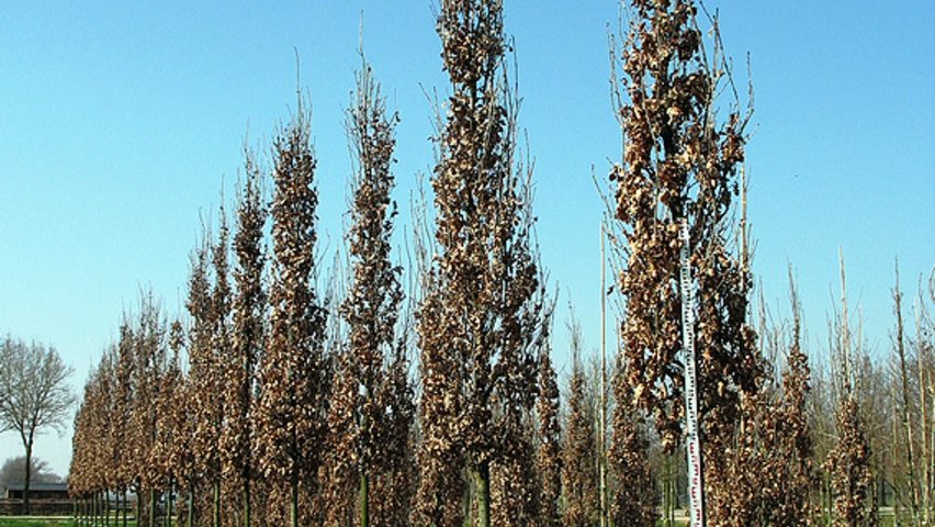 Quercus robur 'Zeeland' haute tige